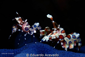 Tulamben bay. by Eduardo Acevedo 